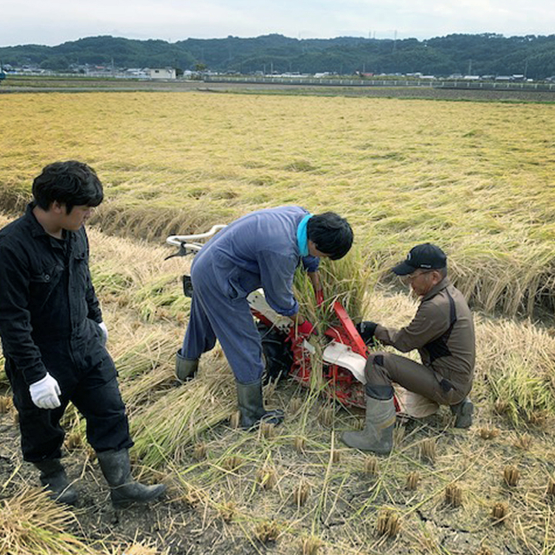 「スボワラ」と呼ばれる持ち手の藁は、最も適した希少な品種を自家栽培。他にも宮崎産の松煙や八女産の手漉き和紙など、近隣の天然素材を選び抜いて活用。